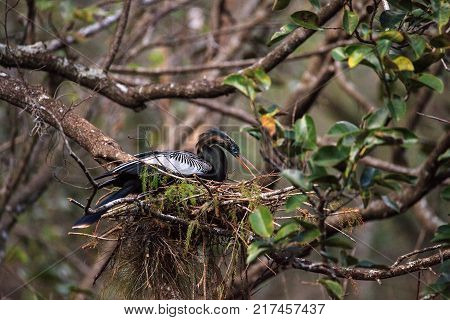 Female Anhinga Bird Called Anhinga Anhinga Makes A Nest