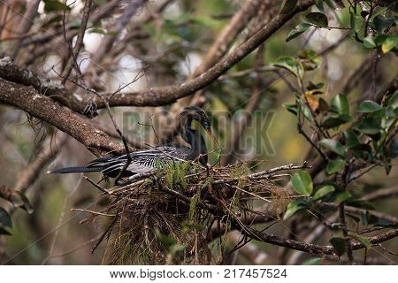 Female Anhinga Bird Called Anhinga Anhinga Makes A Nest