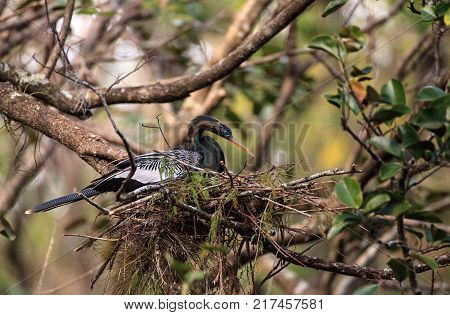 Female Anhinga Bird Called Anhinga Anhinga Makes A Nest