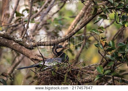 Female Anhinga Bird Called Anhinga Anhinga Makes A Nest
