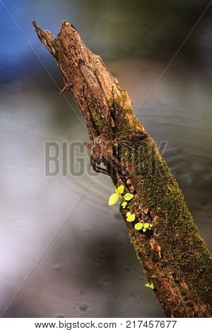 Pregnant Fishing Spider Dolomedes Tenebrosus Perches On A Piece Of Wood
