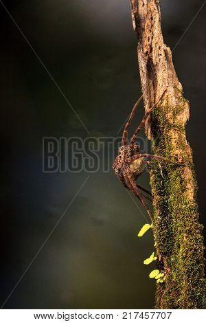Pregnant Fishing Spider Dolomedes Tenebrosus Perches On A Piece Of Wood