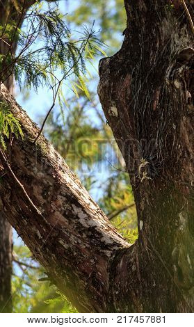 Ghost Orchid Dendrophylax Lindenii Blooms On A Bald Cypress Tree