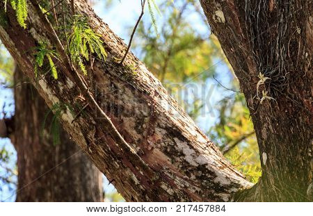 Ghost Orchid Dendrophylax Lindenii Blooms On A Bald Cypress Tree