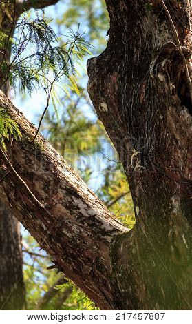Ghost Orchid Dendrophylax Lindenii Blooms On A Bald Cypress Tree