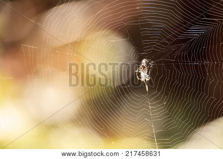 Black And Yellow Argiope Spider Argiope Aurantia
