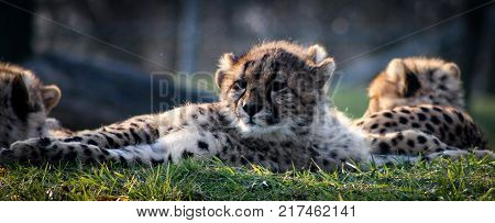 baby cheetahs laying together as the sun sets, normally very active this is a relaxing picture of the cheetahs