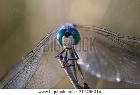 beautiful and colorful dragonfly in a natural setting environment looking for insects or other food