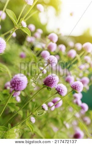 Globe amaranth or Gomphrena globosa flower,pink flower in garden.
