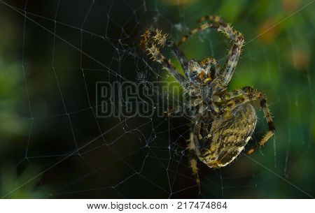 Cross Spider in web Garden useful insect close up