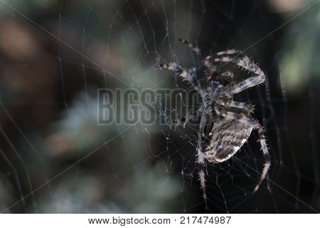Cross Spider in web Garden useful insect close up