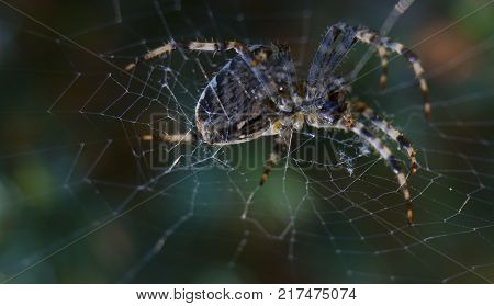 Cross Spider in web Garden useful insect close up