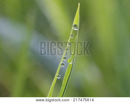a line of dew in the lawn arms