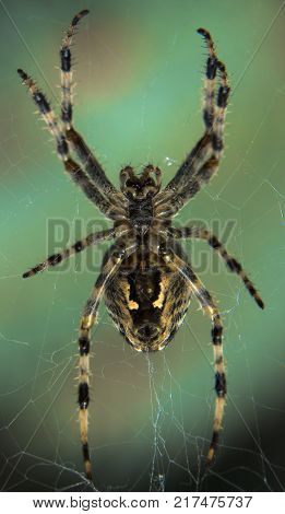 Cross Spider in web Garden useful insect close up