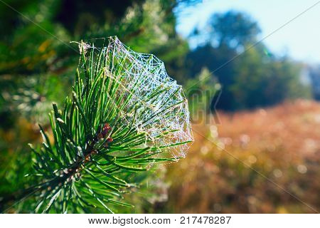 The Web With Drops Of Dew On A Pine Branch.
