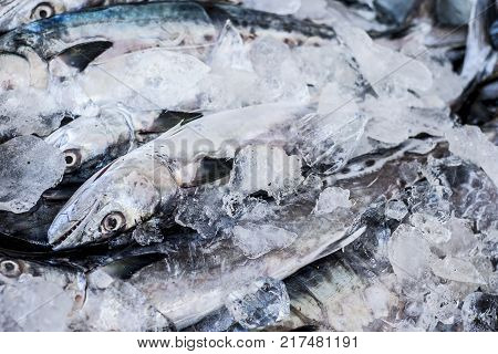 Close Up Of Scomberomorus Cavalla,   King Mackerel Fish In The Market.;