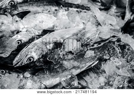 Close Up Of Scomberomorus Cavalla,   King Mackerel Fish In The Market.;
