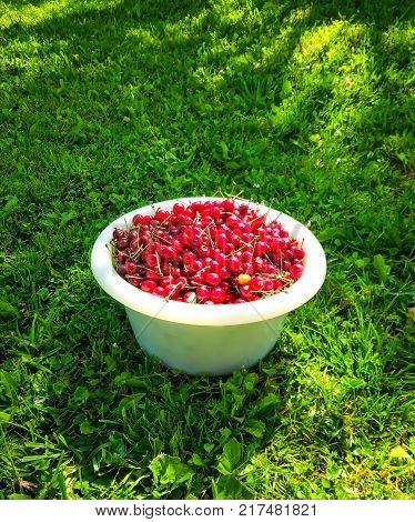 Ripe red sweet cherries in white cup on green summer grass background in the garden.