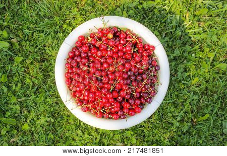 Ripe red sweet cherries in white cup on green summer grass background in the garden.