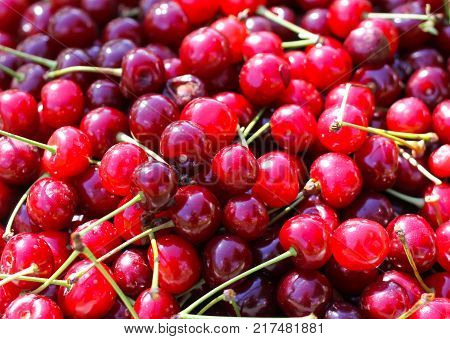 Ripe red sweet cherries with stalks close up.