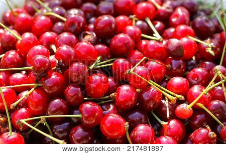 Ripe red sweet cherries with stalks close up.