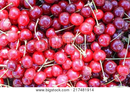 Ripe red sweet cherries with stalks close up.