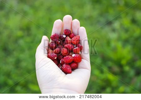 Ripe Sweet Red Forest Strawberries In A Hand Close Up.