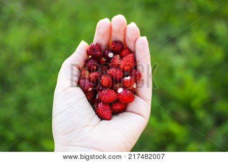 Ripe sweet red forest strawberries in a hand close up.