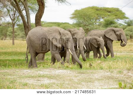 Closeup of African Elephant (scientific name: Loxodonta africana, or 