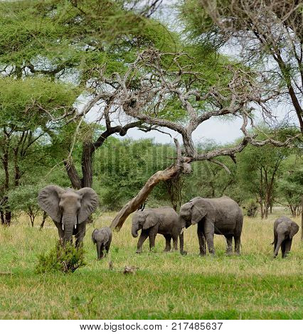 Closeup of African Elephant (scientific name: Loxodonta africana, or 