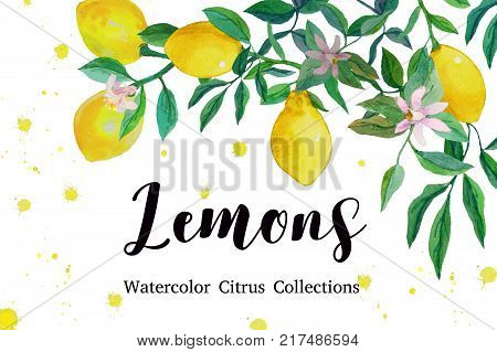Lemons Watercolor. Here is a beauty collection of fresh and bright lemons and lemon tree leaves, hand-painted with watercolor.