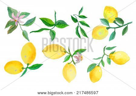 Lemons Watercolor. Here is a beauty collection of fresh and bright lemons and lemon tree leaves, hand-painted with watercolor.