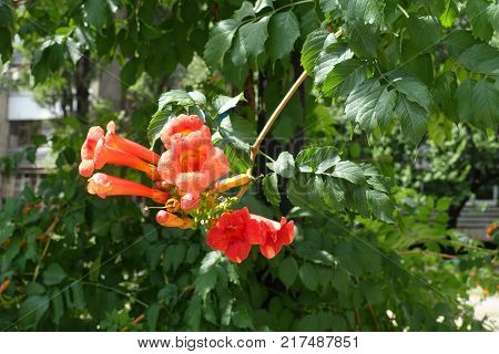 Campsis radicans with orange flowers in summer