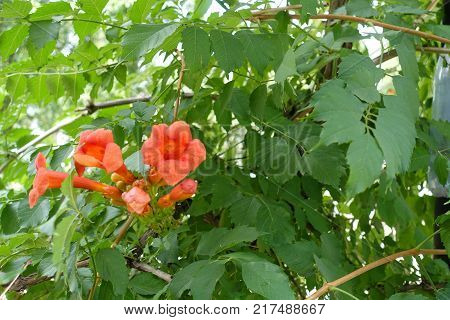 Leafage and orange flowers of trumpet creeper
