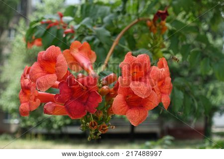 Showy trumpet shaped flowers of Campsis radicans