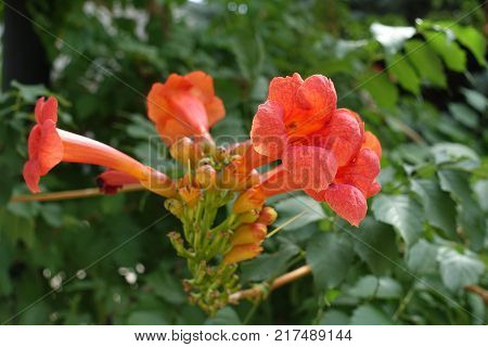 Trumpet shaped orange flowers of Campsis radicans