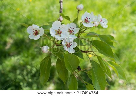Pear bloom and flower buds in april