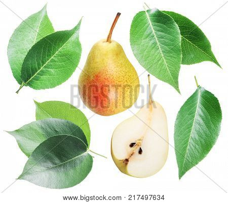 Green pear leaves and pear fruit on white background.