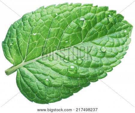 Spearmint leaf or mint leaf with water drops on white background.
