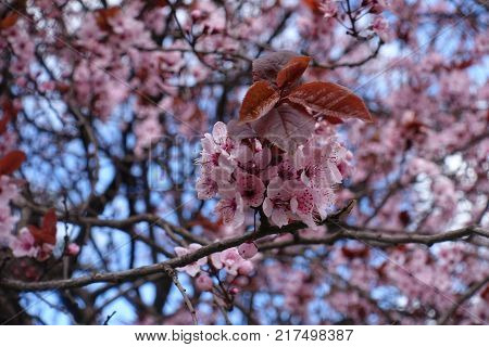 Five petaled flowers and red leaves of plum