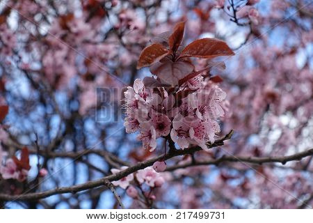 Raceme of pink flowers of Prunus cerasifera pissardii