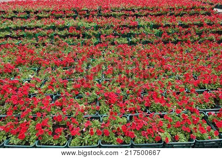 Lots of boxes with flowering red petunias