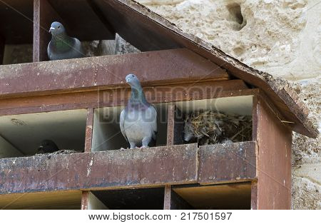 Dovecote big wooden house for birds of pigeons