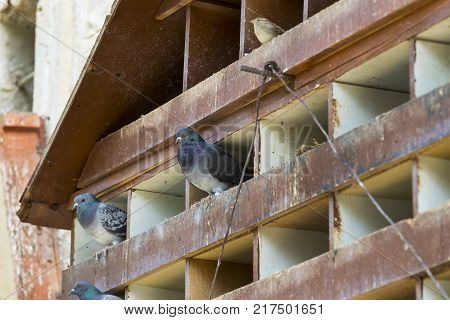Dovecote big wooden house for birds of pigeons
