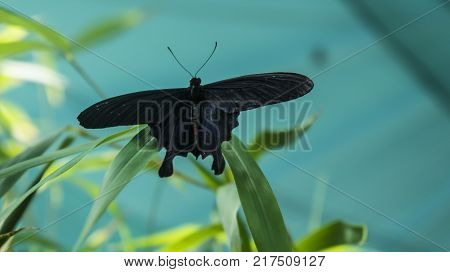 Black and red butterfly Atrophaneura semperi, from family Papilionidae, is found in Malaysia, Indonesia, and Philippines, in natural habitat