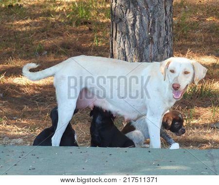 A stray bitch (dog) feeding her pups