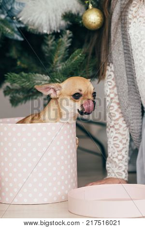 New Year holidays. The time to realize dreams. A gift in the box. New Year's Symbol. The dog is sitting in a gift box