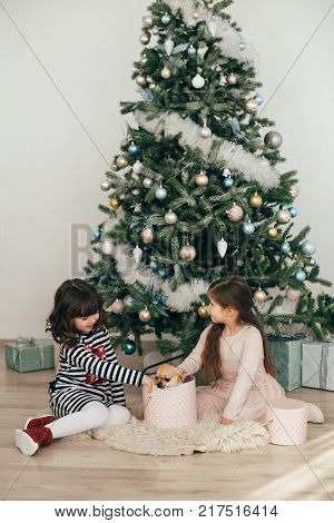 Two girls are sitting by the fir-trees and looking at the gifts. New Year holidays. The time to realize dreams. A gift in the box. New Year\'s Symbol