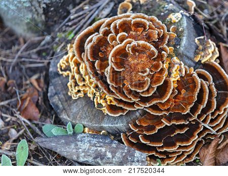 Bright orange mushroom Laetiporus sulphureus a chicken from a tree grows on an old rotten stump in an autumn park