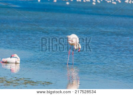 Pink flamingos in Molentargius pond. Sardinia Italy